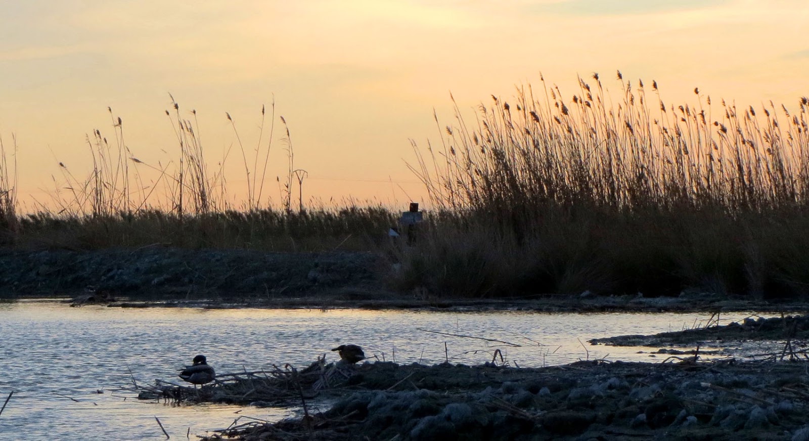 Resultado de imagen de barraca la albufera patos antigua