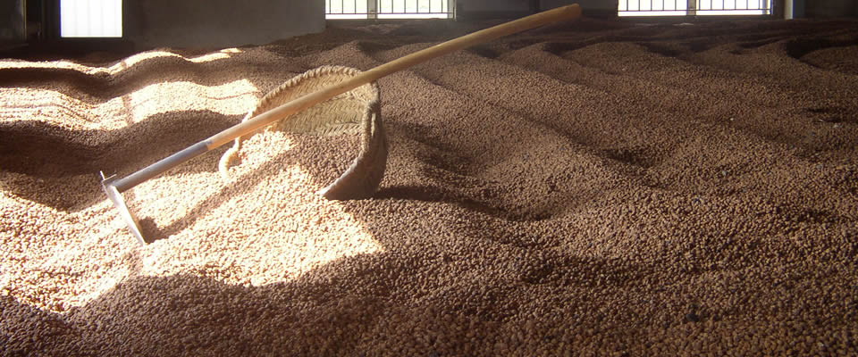 Ubicada en un original y auténtico secadero de chufas, en plena huerta de Valencia y rodeada de campos plantados con productos de nuestra tierra.
Sequer Lo Blanch ofrece un producto cultivado con respeto medioambiental y a las buenas prácticas agrarias empleadas por nuestros antepasados, permitiendo el disfrute de horchata de sabor intenso...