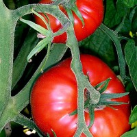 tomate de la huerta de valencia